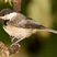 Black-capped Chickadee